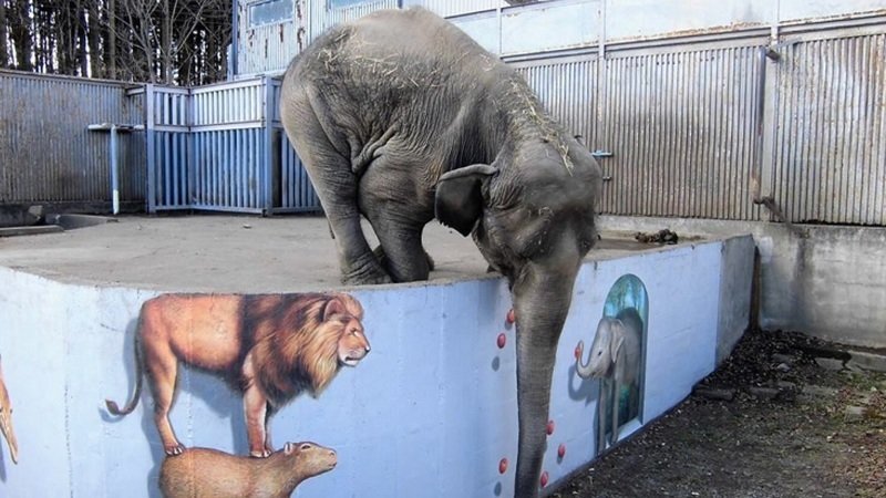 宇都宮動物園の象の宮子